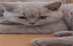 British Shorthair cats for sale: British Blue Short-hair 4 kittens for sale  - Image 34