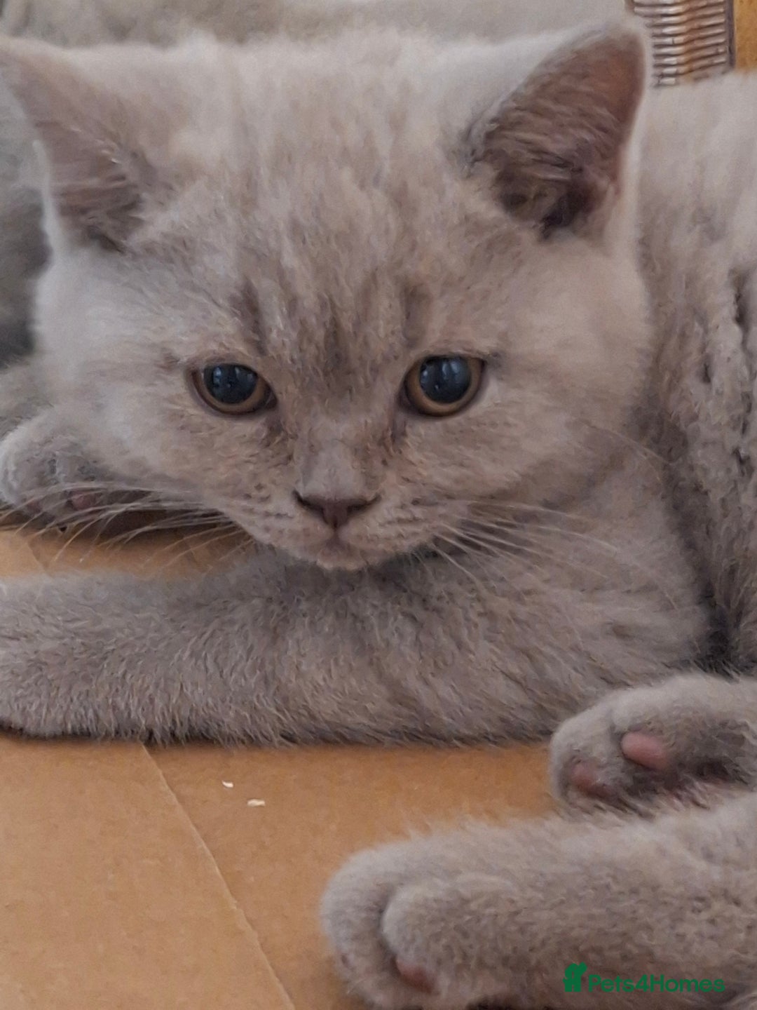 British Shorthair cats for sale: British Blue Short-hair 4 kittens for sale  - Image 34