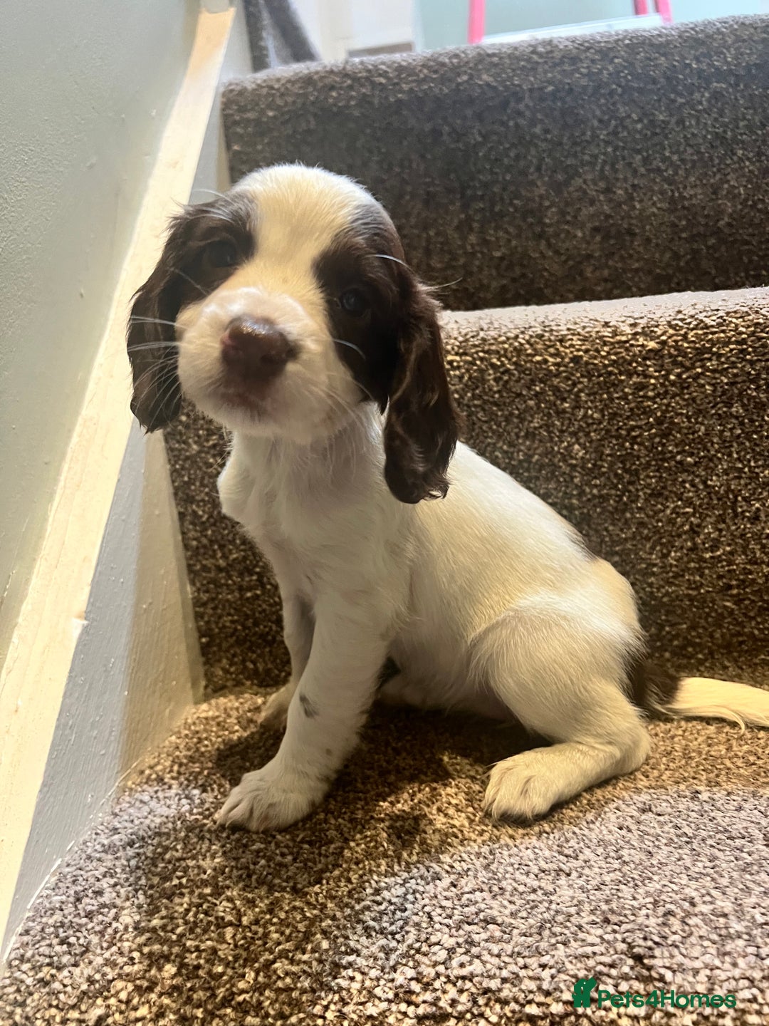 Sprocker dogs for sale: Lovely litter of Sprockers  - Image 3