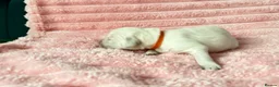 Golden Retriever dogs for sale: Gorgeous Golden Retriever Puppies For Sale - Advert 15