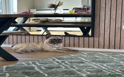 French Bulldog dogs for sale: Snoop  - Image 3