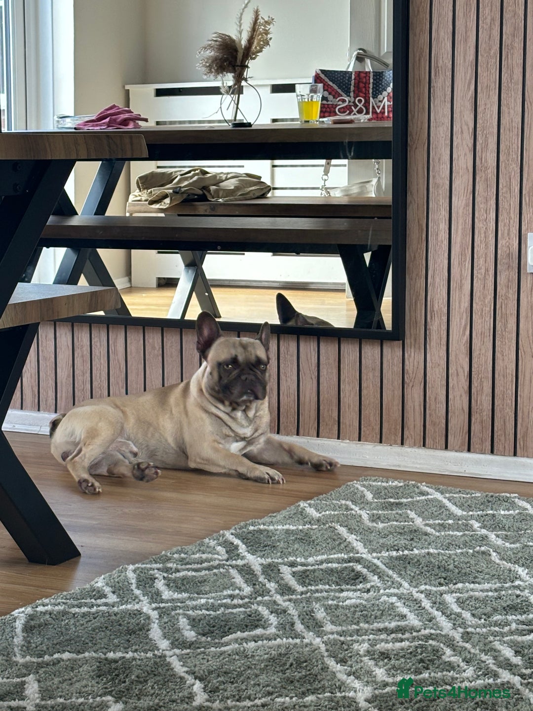 French Bulldog dogs for sale: Snoop  - Image 3