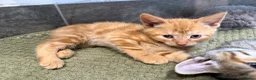 Mixed Breed cats for sale: 5 kittens for sale  - Advert 6