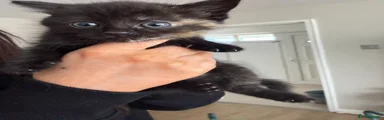 Mixed Breed Kitten 4
