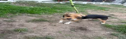 Jack Russell dogs for stud: Miniature Jack Russell stud - Advert 3
