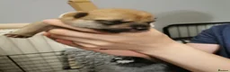 Japanese Shiba Inu dogs for sale: 5 Beautiful Shiba puppies looking for their home - Advert 3