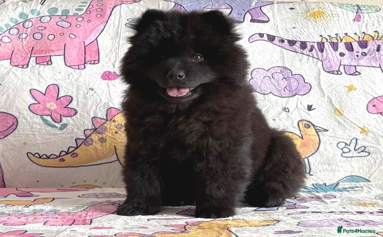 Siberian Husky dogs - Advert 1