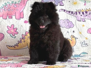 Siberian Husky dogs - Advert 12