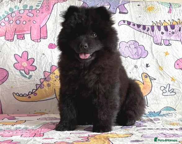 Siberian Husky dogs - Advert 3