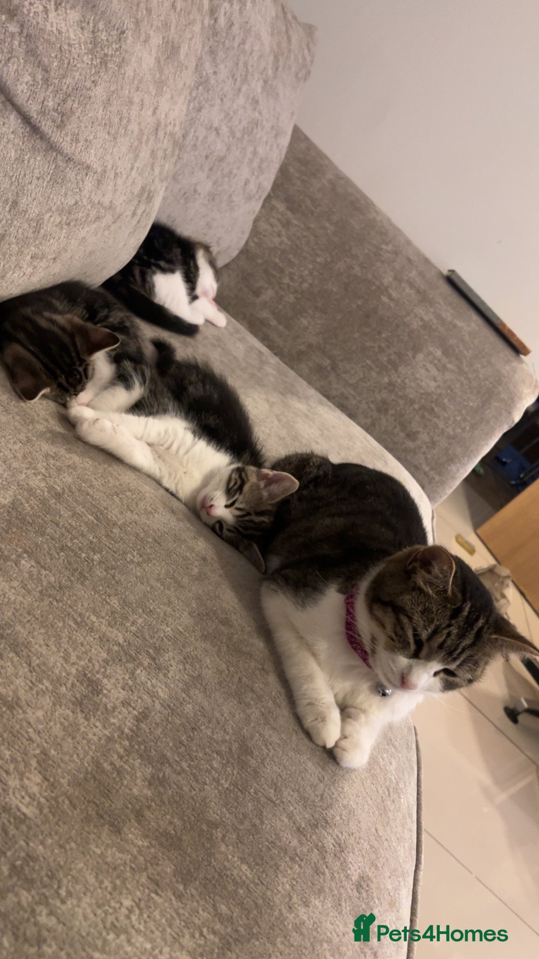 Domestic Shorthair cats for sale: Domestic short hair tabby kittens   - Advert 3