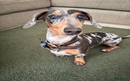 Miniature Dachshund dogs for sale: Male Miniature Dachshund 9 months old  - Image 5
