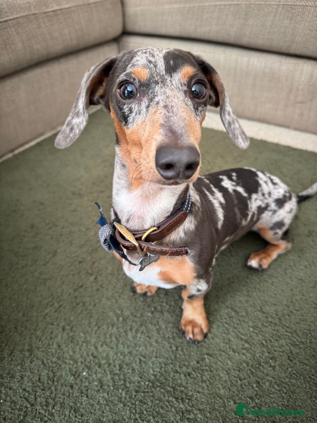 Miniature Dachshund dogs for sale: Male Miniature Dachshund 9 months old  - Image 5