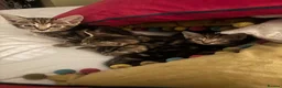 Domestic Shorthair cats for sale: Kittens - Advert 9