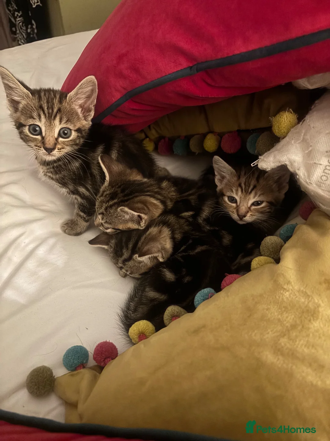 Domestic Shorthair cats for sale: Kittens - Advert 9