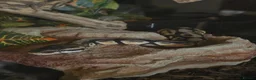 Mixed Breed reptiles for sale: F bearded dragon, ball python, carpet python.  - Advert 2