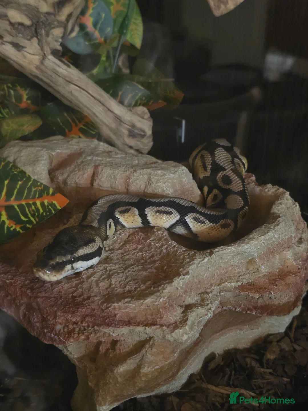Mixed Breed reptiles for sale: F bearded dragon, ball python, carpet python.  - Advert 2