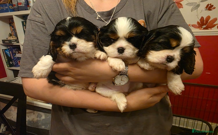 Cavalier King Charles Spaniel dogs - Advert 4
