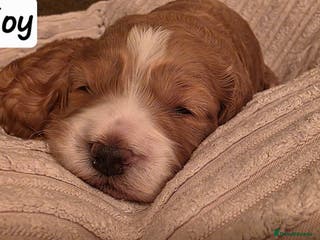 Cockapoo dogs RESERVED Gorgous F1 Cockerpoo's Puppies - Advert 2