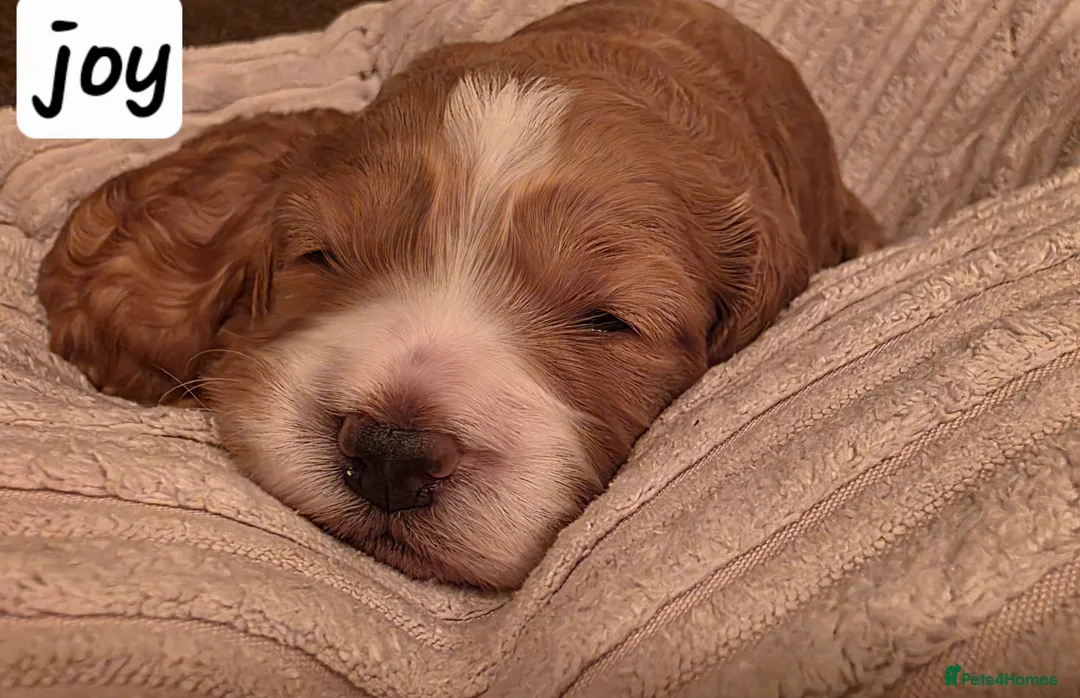 Cockapoo dogs for sale: RESERVED Gorgous F1 Cockerpoo's Puppies - Advert 1