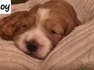 Cockapoo dogs RESERVED Gorgous F1 Cockerpoo's Puppies - Advert 9