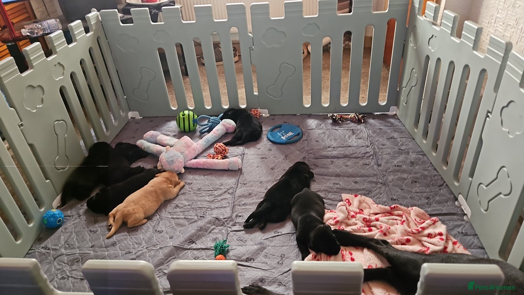 Mixed Breed dogs for sale: German shepherd x Working Labrador puppies  - Advert 14