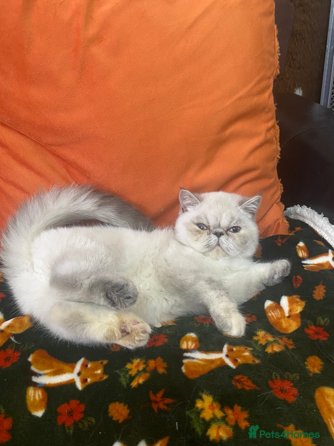 Exotic cats for sale: EXCEPTIONAL GCCF PERSIAN EXOTIC  - Image 5