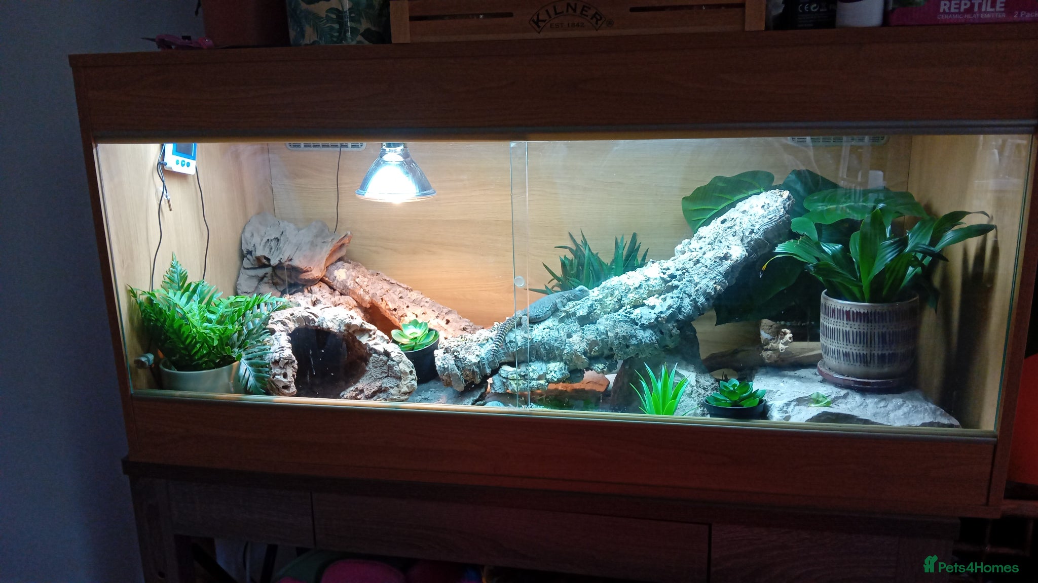 Lizard reptiles for sale: Egyptian uromastyx  - Advert 2
