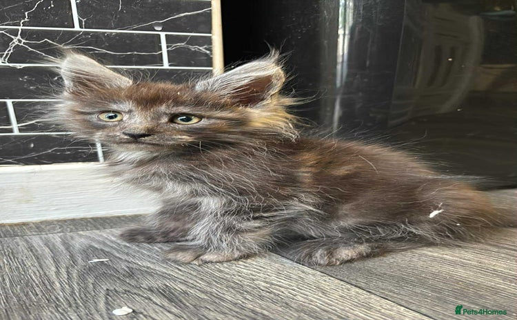 Maine Coon cats - Advert 1