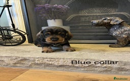 Dachshund dogs for sale: Dual Purpose Standard Wirehaired Dachshund(Teckel) - Image 17