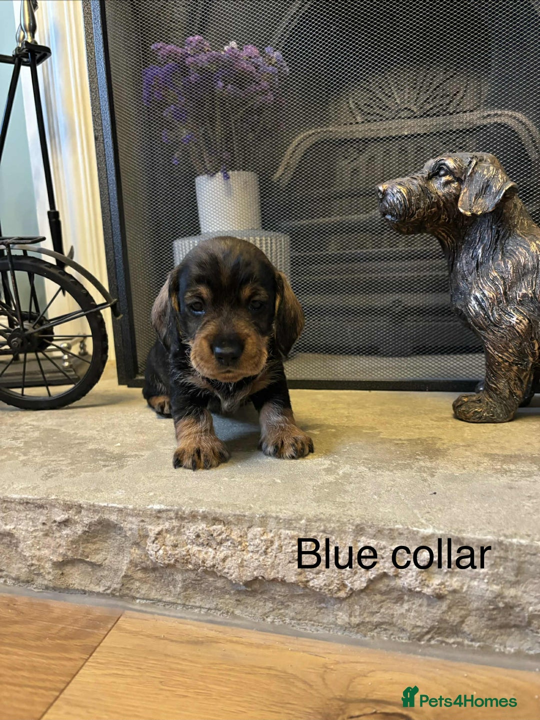 Dachshund dogs for sale: Dual Purpose Standard Wirehaired Dachshund(Teckel) - Image 17