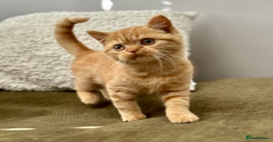British Shorthair cats - Advert 3