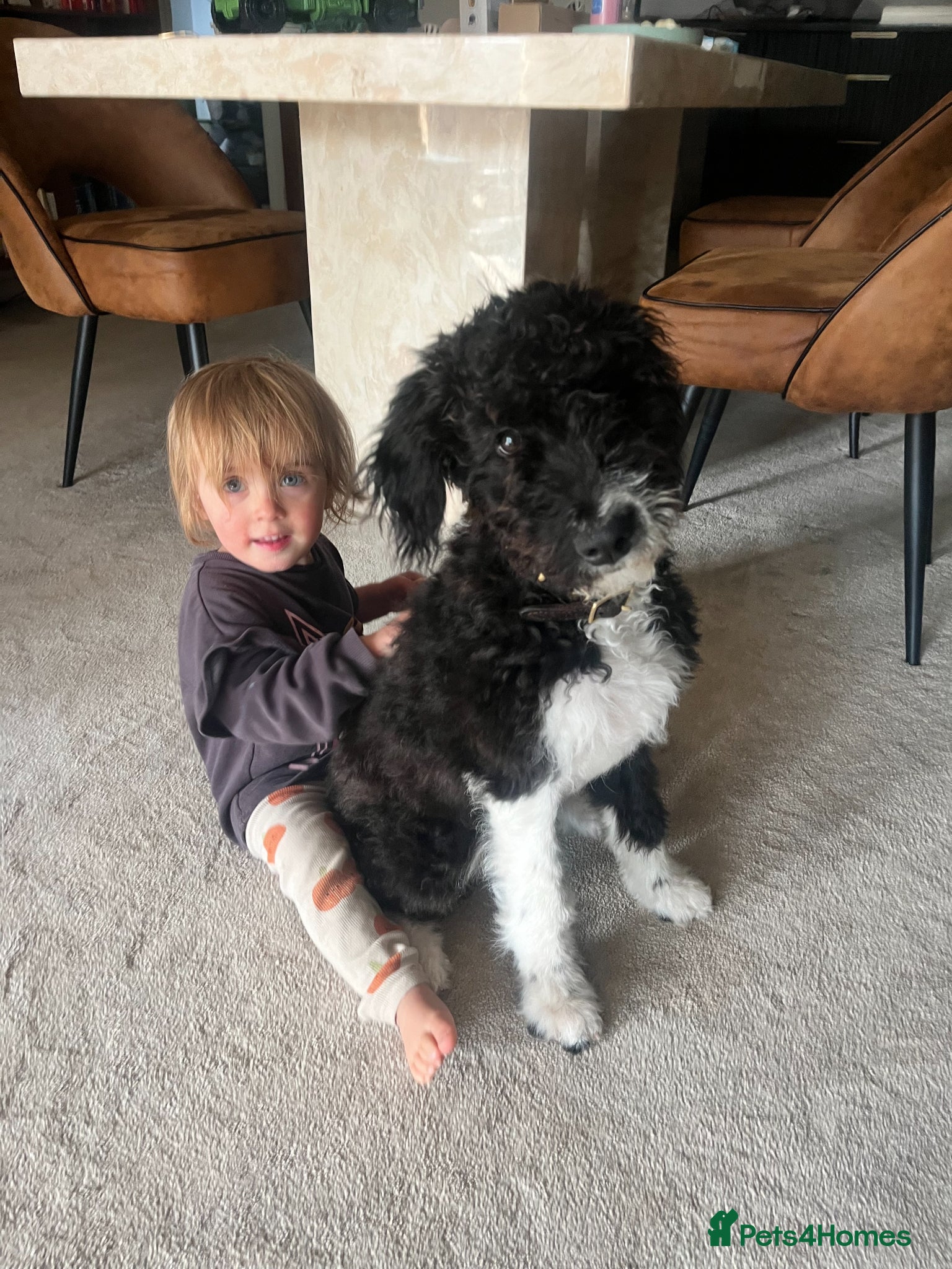 Mixed Breed dogs for sale: Handsome 6‑Month‑Old Bordoodle/Colliepoo Puppy in Exeter - Advert 7