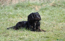 Cocker Spaniel dogs for sale: Cocker spaniel puppies - Image 11