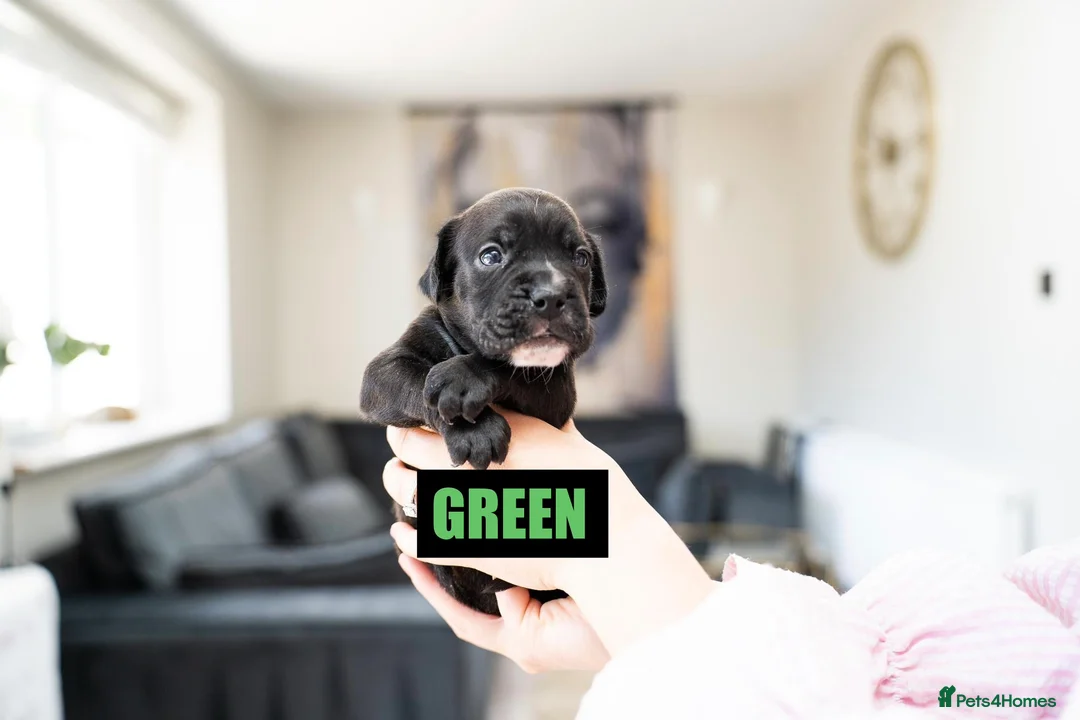 Mixed Breed dogs for sale: English bull dog X Cocker spaniel  - Advert 9