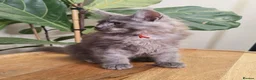 Maine Coon cats for sale: Stunning XL Black & Blue Smoke TICA Maine Coons - Advert 9