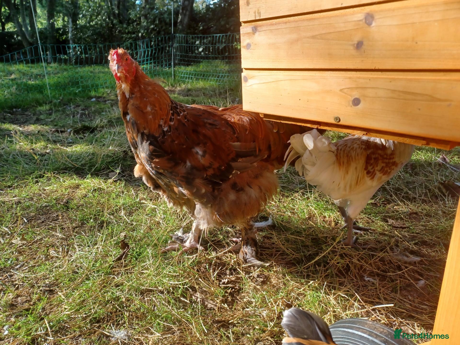 Chickens poultry Brahma and Frizzle Cockerels - Advert 4