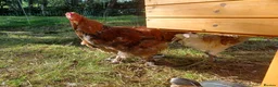 Chickens poultry for sale: Brahma and Frizzle Cockerels in Tarporley - Advert 1
