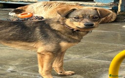 Mixed Breed dogs for adoption: Justice - Norwich Norfolk  in Norwich - Image 4