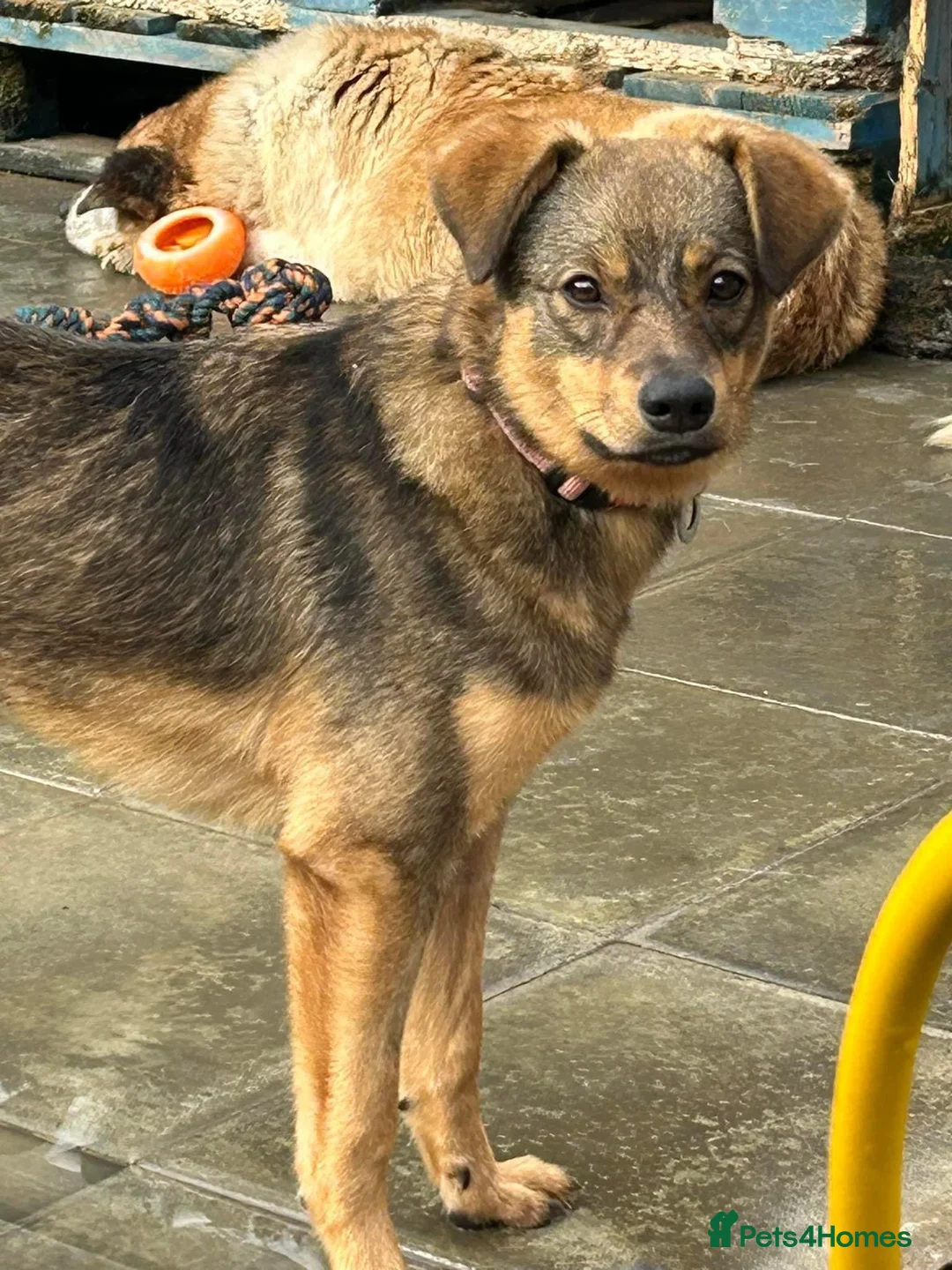Mixed Breed dogs for adoption: Justice - Norwich Norfolk  in Norwich - Advert 4