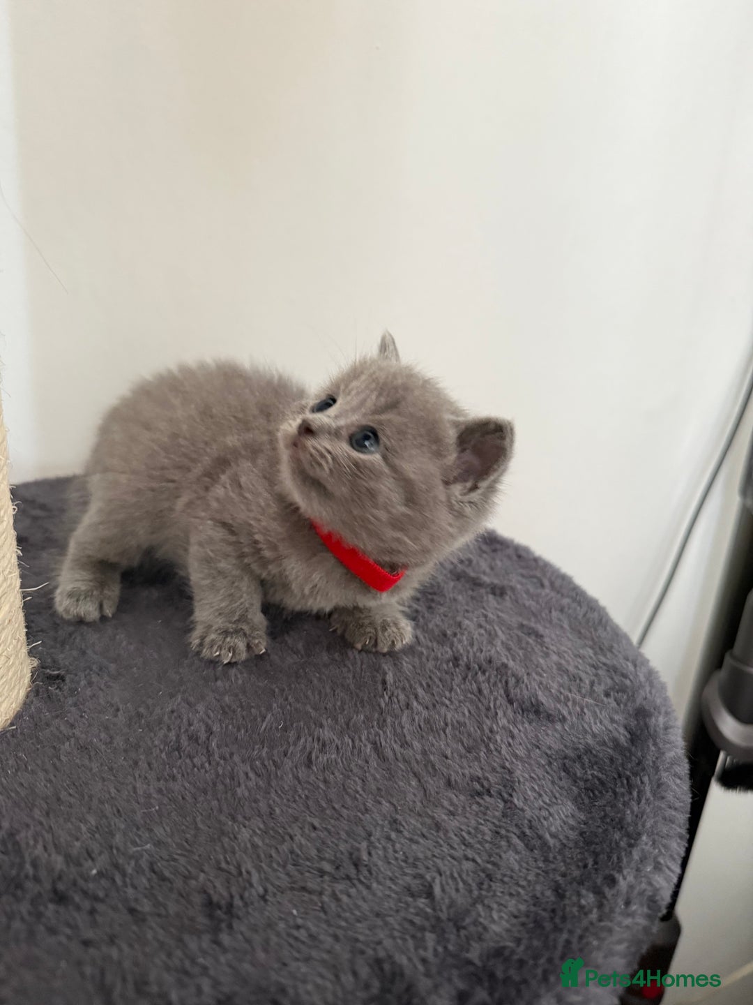 British Shorthair cats for sale: Blue British shorthair  - Image 3