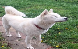 Siberian Husky dogs for sale: Siberian Huskies  - Image 1