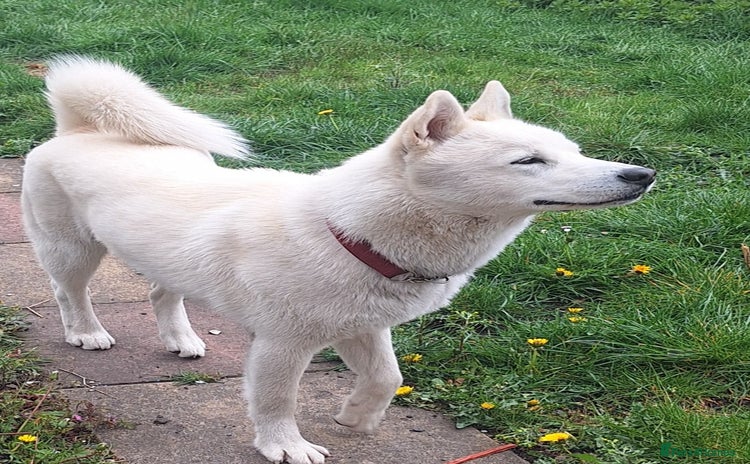 Siberian Husky dogs - Advert 7