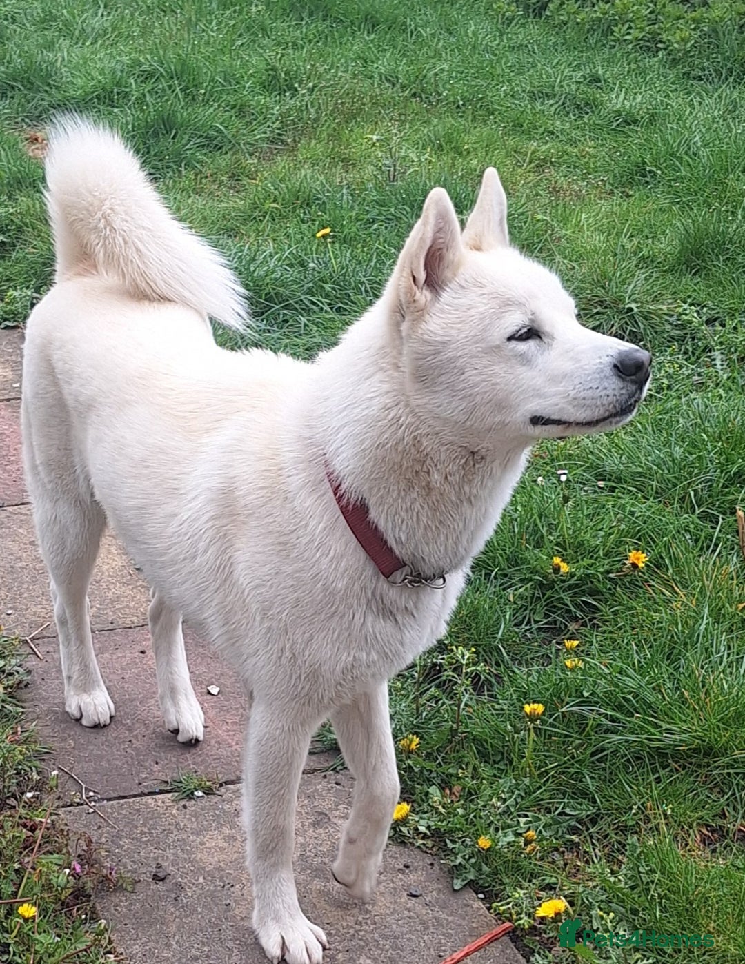 Siberian Husky dogs for sale: Siberian Huskies  - Image 1