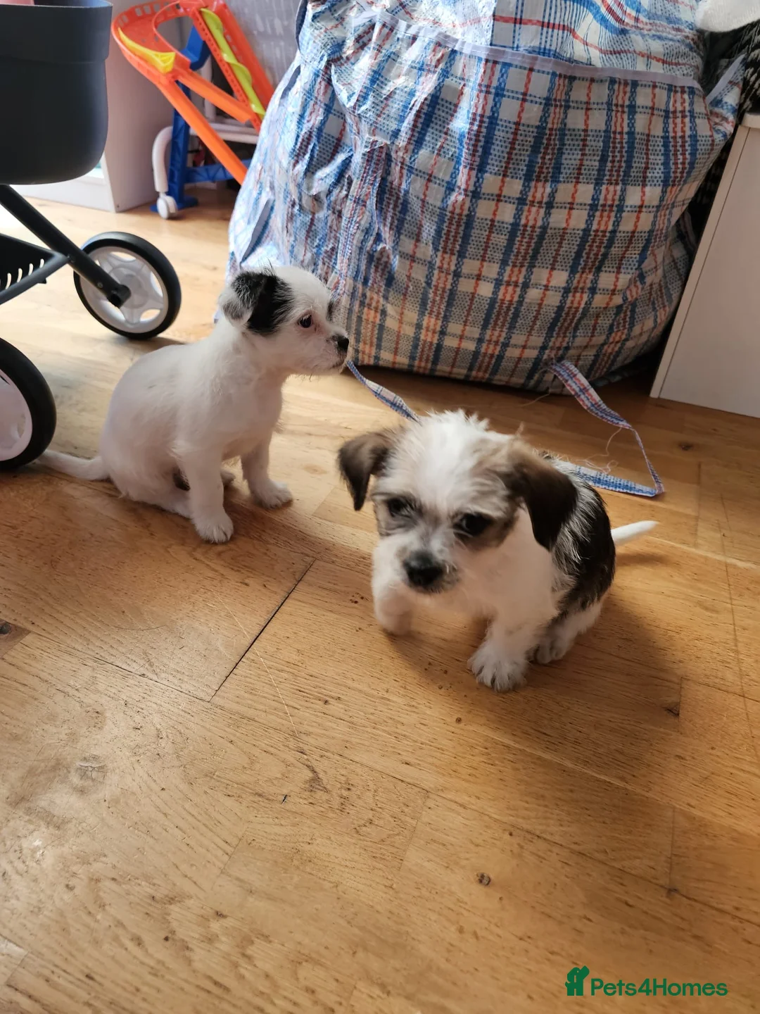 Mixed Breed dogs for sale: Shin tzu cross puppies - Advert 9