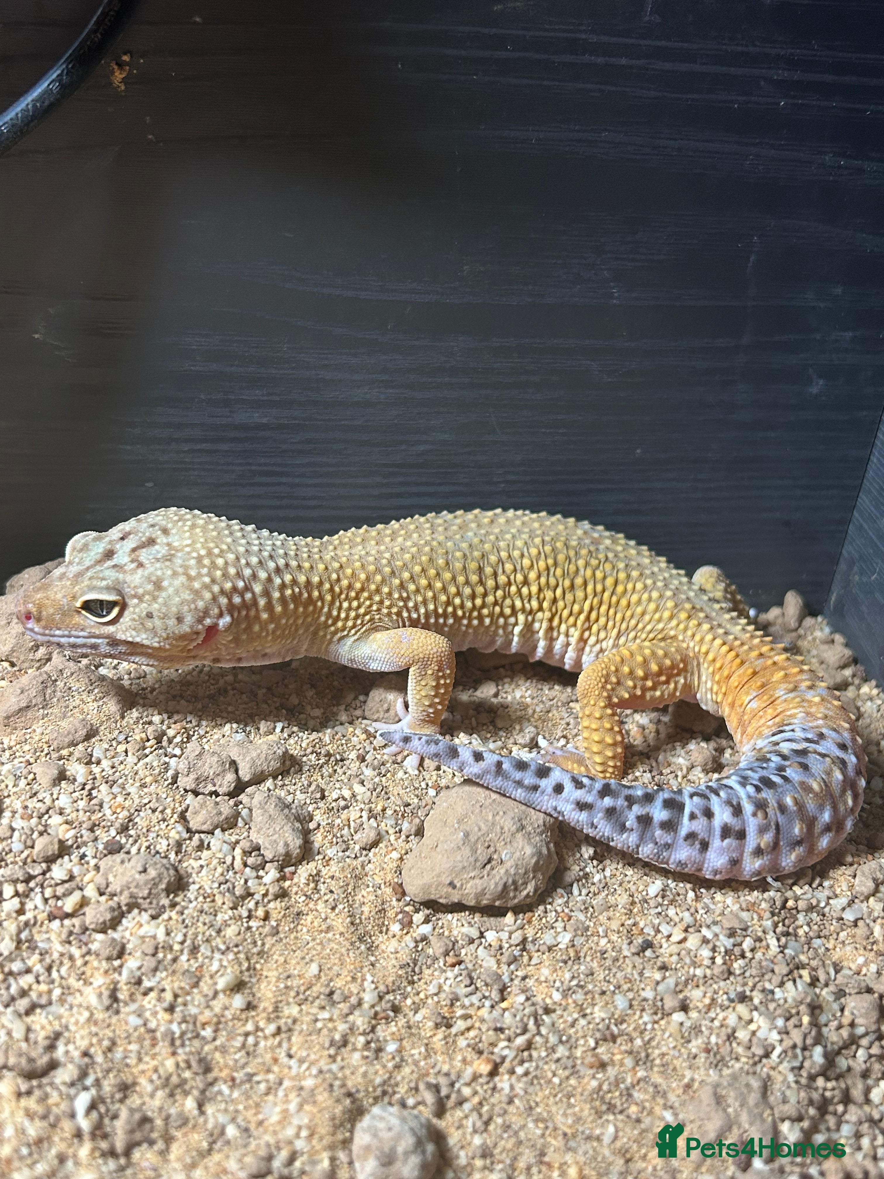 Leopard Gecko reptiles 2 leopard geckos with setup, 1f 1m - Advert 1