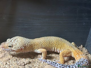 Leopard Gecko reptiles 2 leopard geckos with setup, 1f 1m - Advert 7