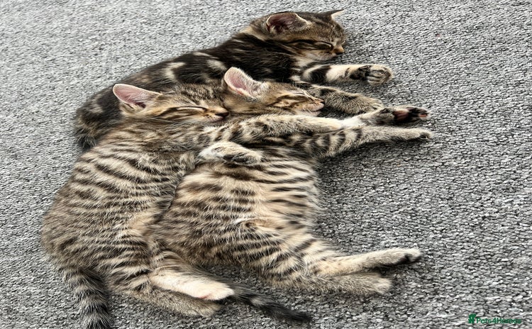 Mixed Breed cats - Advert 16