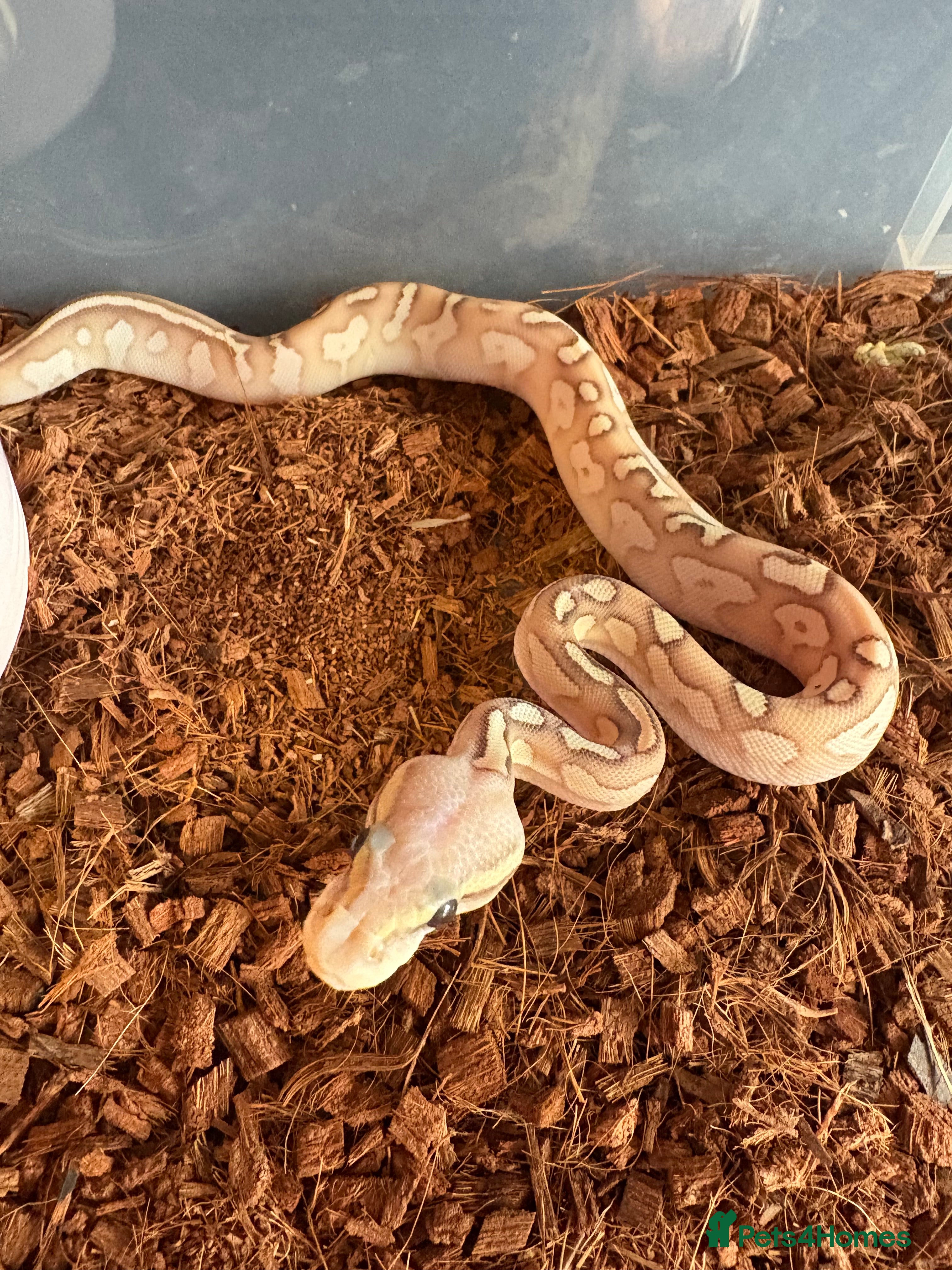 Python Snake reptiles 3 baby ball pythons for sale - Advert 7