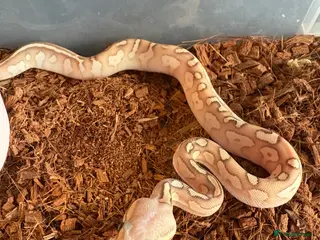 Python Snake reptiles 3 baby ball pythons for sale - Advert 11