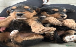 Mixed Breed dogs for sale: Beagle x poodle puppies  - Image 15